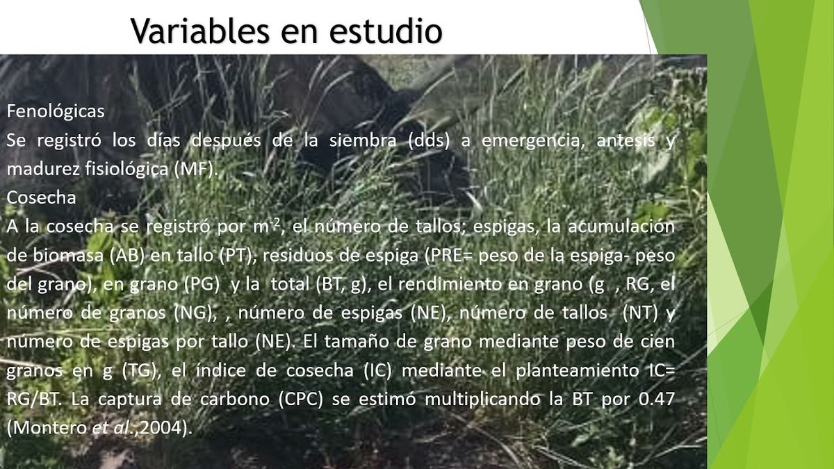 CLY446 - Rendimiento y Componentes en Centeno en Función del Nitrógeno