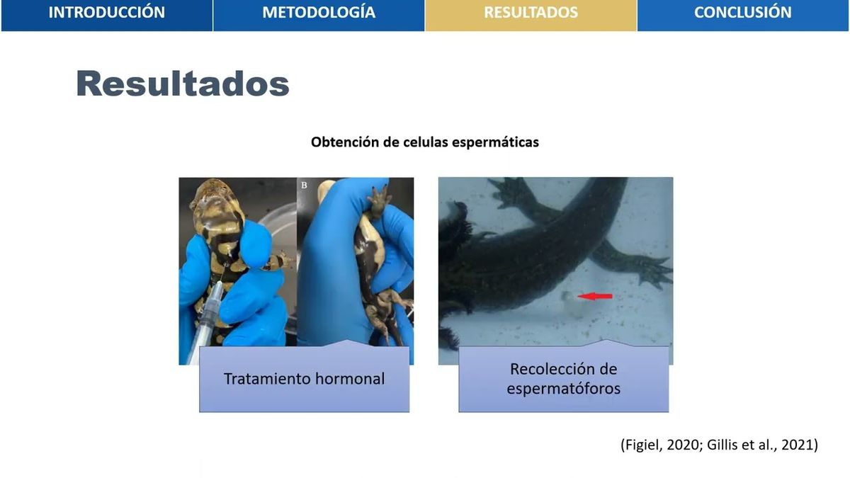 MLA137 - La Crioconservación de Gametos para Salvar a los Caudados en Peligro de Extinción