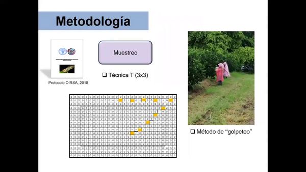 H356 - PRIMEROS REPORTES DE LA PRESENCIA Y FRECUENCIA DE SEXOS DE DIAPHORINA CITRI KUWAYAMA EN ZONA…