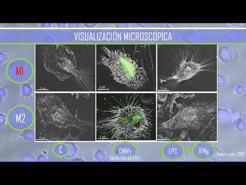 MOR278 - Modelo Estructural Subcelular del Macrófago Vascular