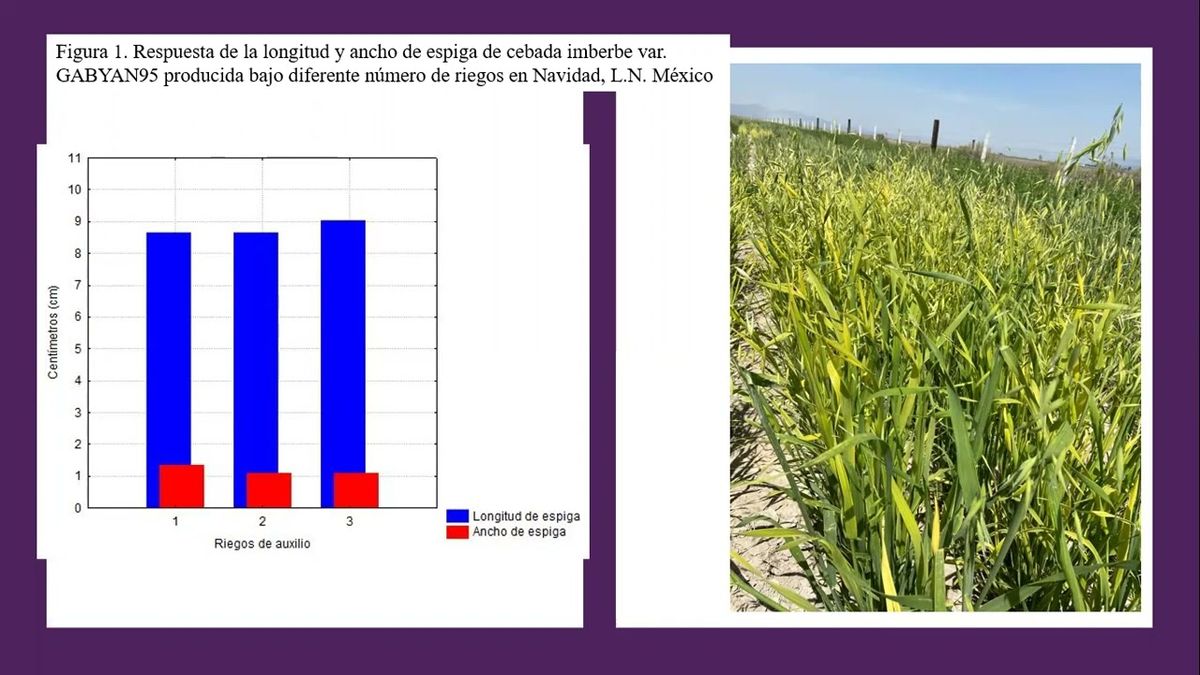 CEL302 - Valoración de Espiga de Cebadas Imberbes bajo Estrés Hídrico en el Noreste de México