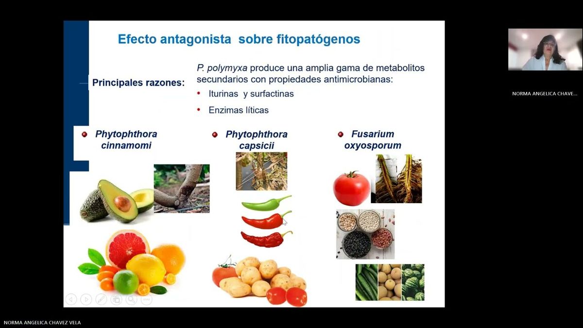 ZTP147 - Potencial Biotecnológico de Paenobacillus polymyxa ATCC 842:  Control de Fitopatógenos y…