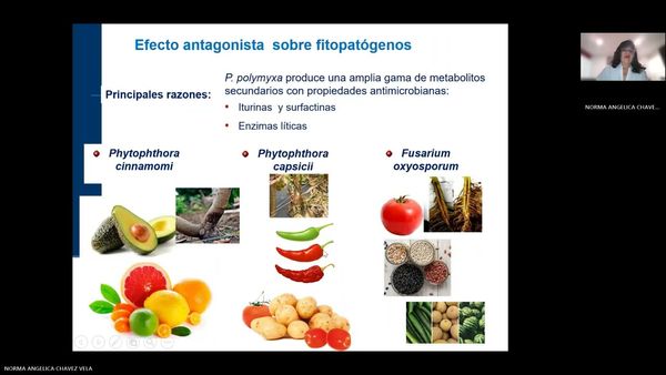 ZTP147 - Potencial Biotecnológico de Paenobacillus polymyxa ATCC 842:  Control de Fitopatógenos y…