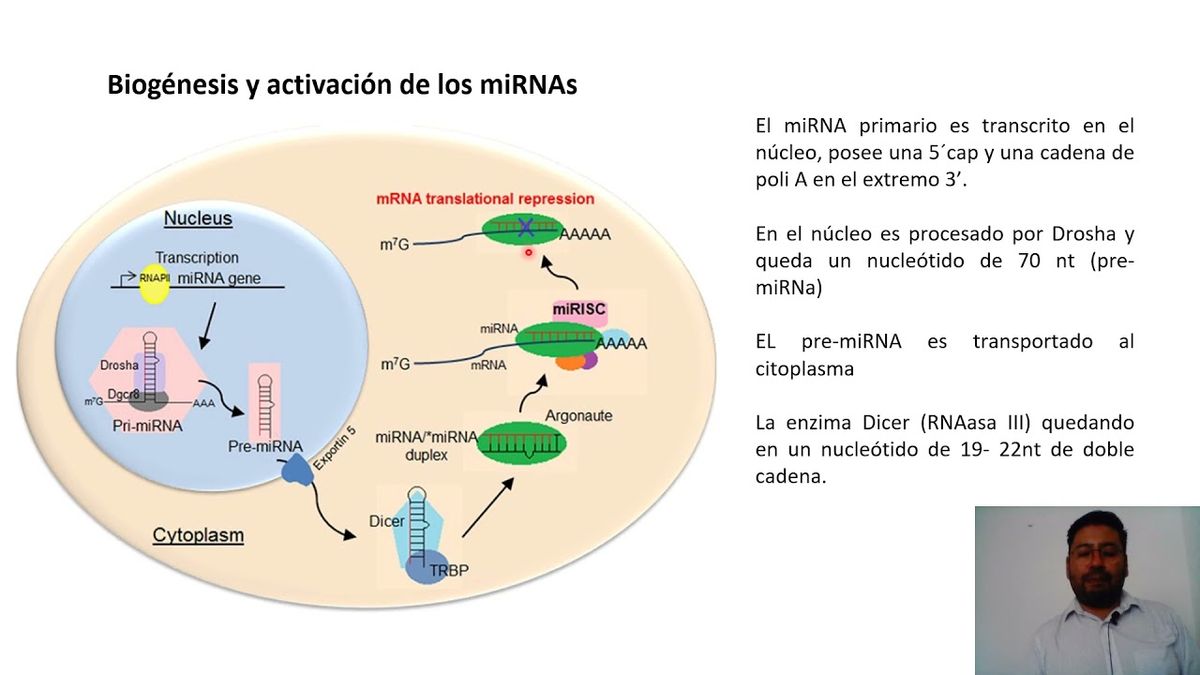 CTM144 - Predicción in silico de miRNAs Candidatos que Regulan la Expresión del Gen OGG1 el cual …