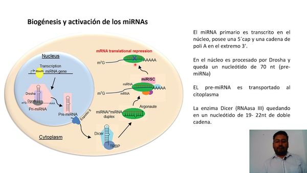 CTM144 - Predicción in silico de miRNAs Candidatos que Regulan la Expresión del Gen OGG1 el cual …