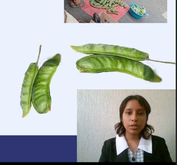 HDG190 - Harina de Semilla de Chalahuite (Inga spp) como Extensor en la Industria Cárnica