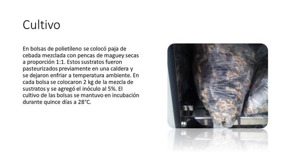 H228 - RESCATE DEL HONGO PLEUROTUS OPUNTIAE, USO DE SUS PROPIEDADES LIGNOCELULÍTICAS Y POTENCIAL E…