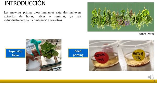 AJA076 - Impacto de los Extractos de Maíz Fortificado con Yodo sobre Plántulas de Lechuga