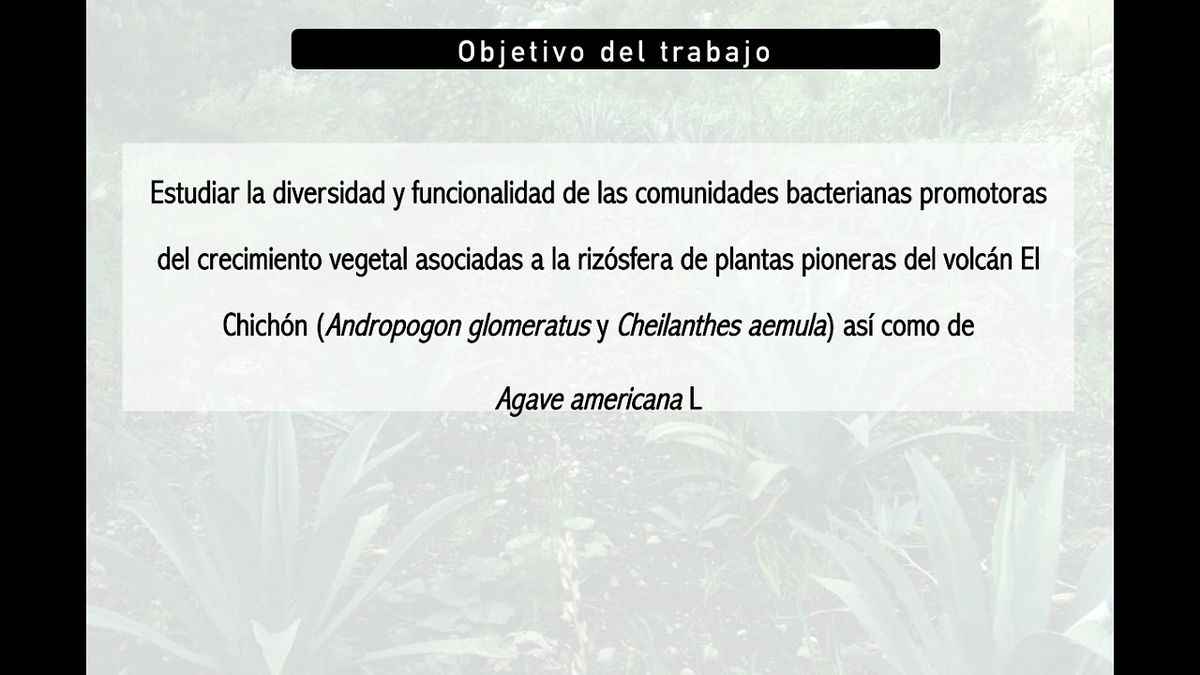 CHP005 - Bacterias Promotoras de Crecimiento Vegetal y su Aplicación en la Agricultura