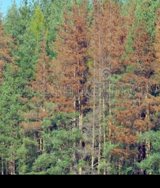 CPS069 - Análisis de Índices de Vegetación a Partir de Imágenes Aéreas y su Relación con la P…