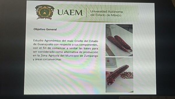 MOR323 - Estudio Agronómico del Maíz Criollo Rojo Guanajuato Establecido en Zumpango, Edo. de Mé…