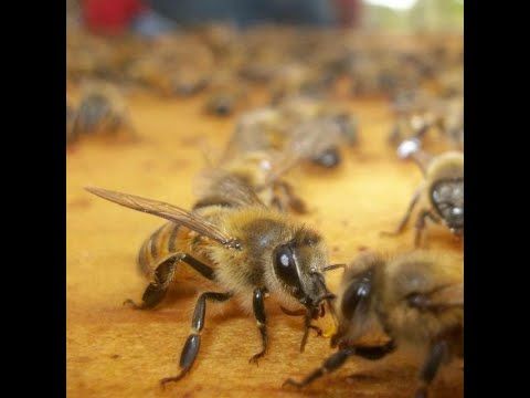 ITP218 - Comportamiento Higiénico y Producción de Miel de Abejas (Apis mellífera) en Dos Comunid…