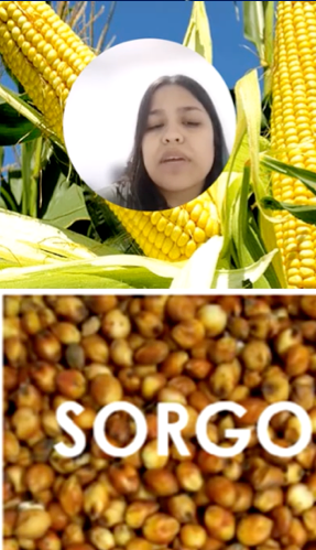 INT036- Más Allá del Maíz: El Sorgo, la Apuesta Estratégica ante la Crisis Climática y l…