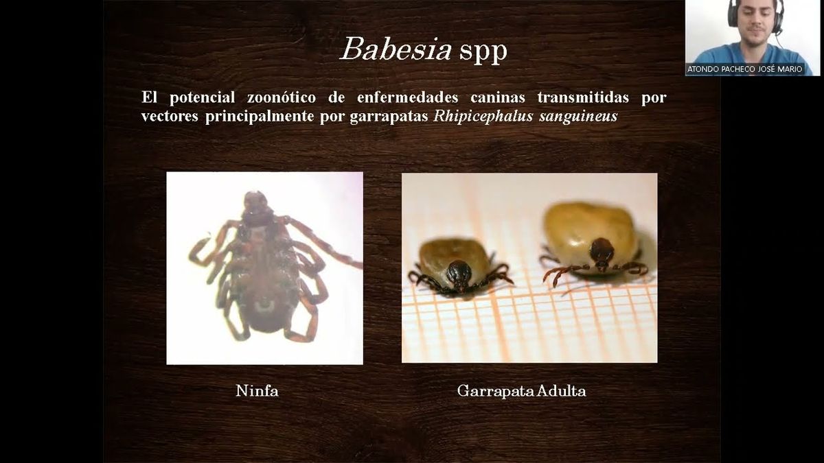 CHE091 - Estudio Retrospectivo de Babesia spp en Caninos en el Estado de Sinaloa, México