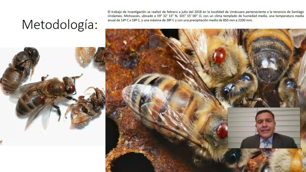 MTY010 - Comportamiento de Diferentes Genotipos de Apis Mellifera Infestados por el Ácaro Varroa …