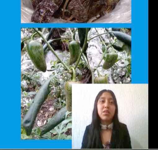 HDG195 - Propuesta para generar valor agregado Chile Criollo (Capsicum annuum L) que se produce y c…