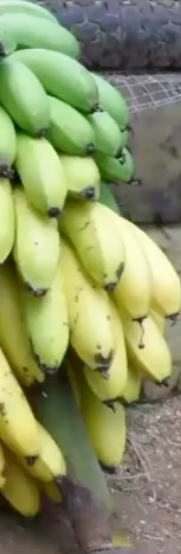 LSM017 - Estudio de Caso: Plan de Desarrollo de Turismo Sostenible en Finca La Champa