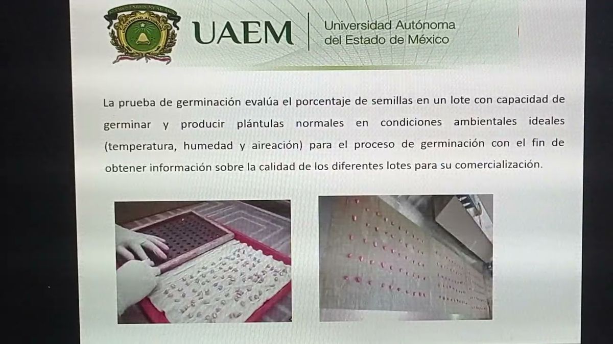 CLY081 - Pruebas de Germinación de Maíces Criollos de los Estados de Guanajuato y Michoacán