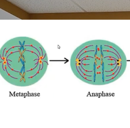 INT145- Síntesis de una Serie de Compuestos Homólogos Derivados del Sistema (1,3-diaril-1H-pirazo…