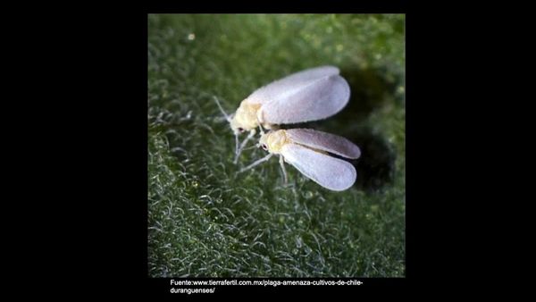 H381 - DETECCIÓN DE MOSQUITA BLANCA EN PLANTAS DE CHILE, POR MEDIO DE FOTOGRAFÍAS Y PROCESAMIENTO…