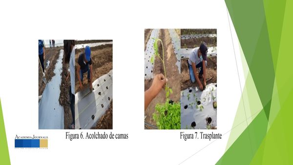 HLG010 - Producción de Jitomate Indeterminado (Lycopersicon esculentum Mill) con Despunte Tempran…