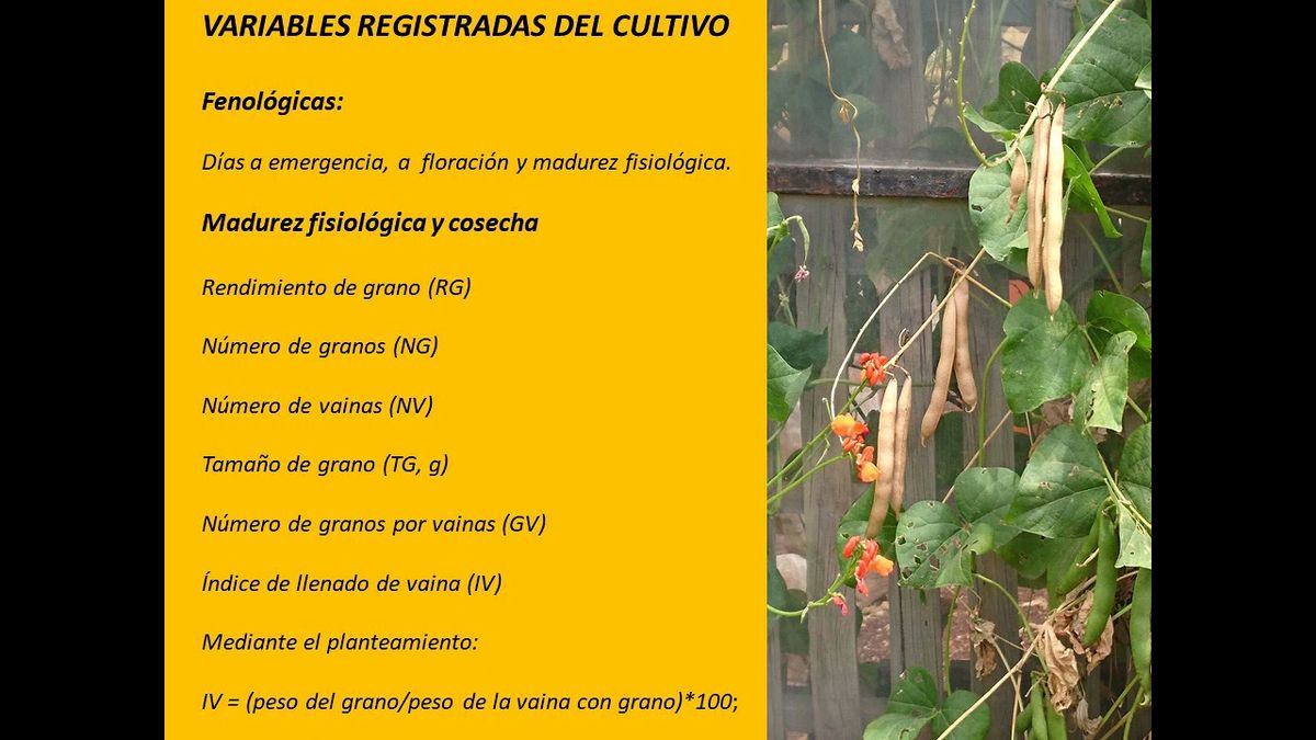 MOR385 - Producción de Ayocote (Phaseolus coccineus L.) en Función de la Orientación de Surco