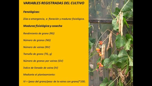 MOR385 - Producción de Ayocote (Phaseolus coccineus L.) en Función de la Orientación de Surco