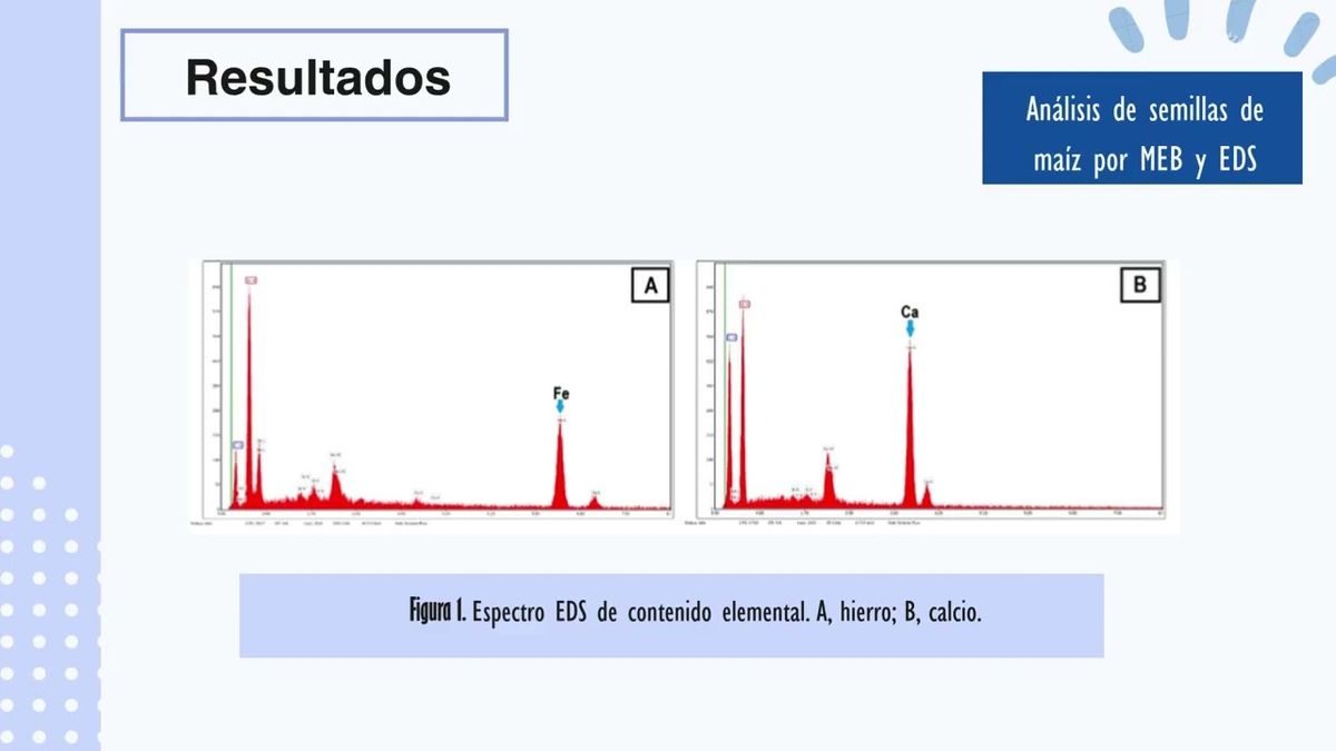 MED127 - Efecto de la Presencia de Hierro y Calcio en el Crecimiento de Zea mays L. Cultivado en un…