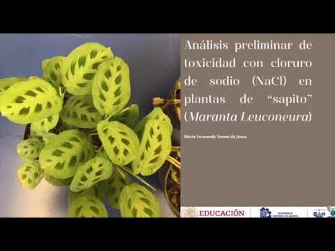 CHM241 - Estudio de la Toxicidad con Cloruro de Sodio (NaCl) en Plantas de Maranta Leuconeura