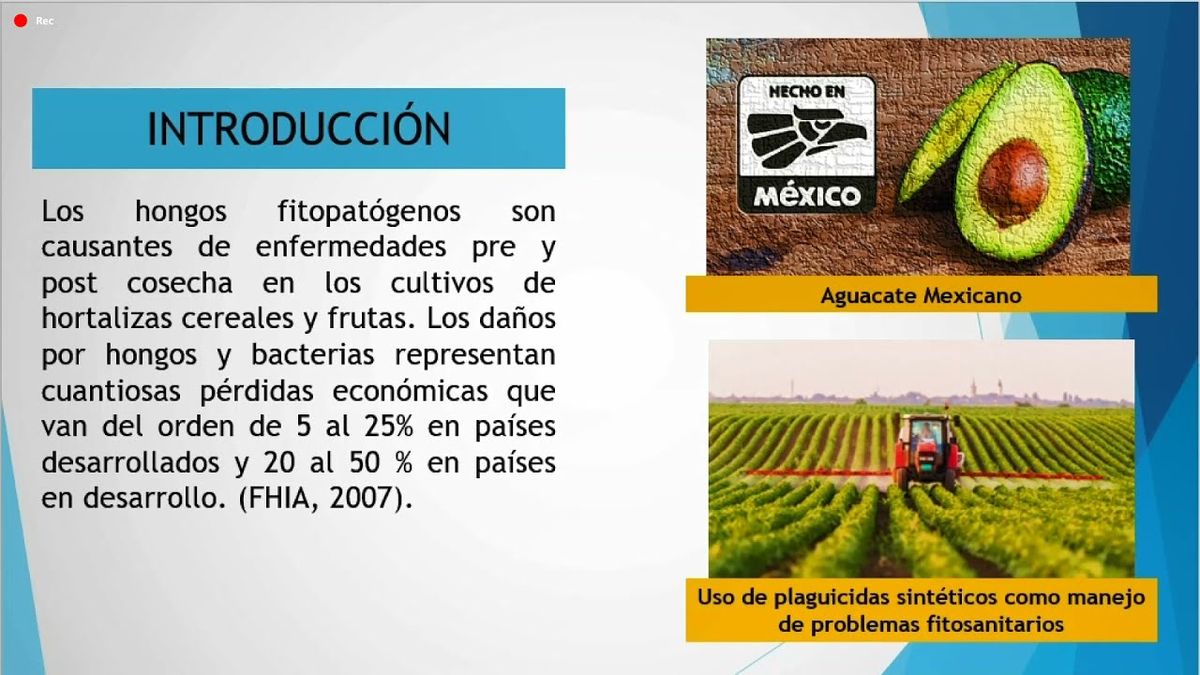 MOR125 - Evaluación de la Actividad Antifúngica de Acetogeninas Extraídas a Partir de Annona mur…