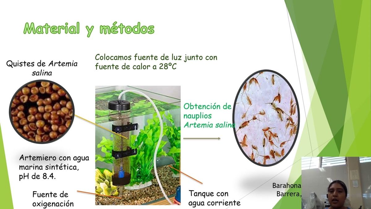 MLA059 - Estudio Predictivo de la Citotoxicidad y Ecotoxicidad de un Extracto de Cedrón sobre Art…