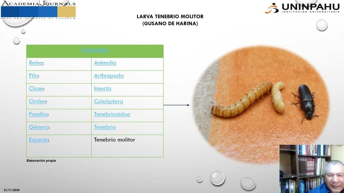 CLY202 - Comparativo composición proximal y perfil de ácidos grasos en larvas de Cotinis columbic…