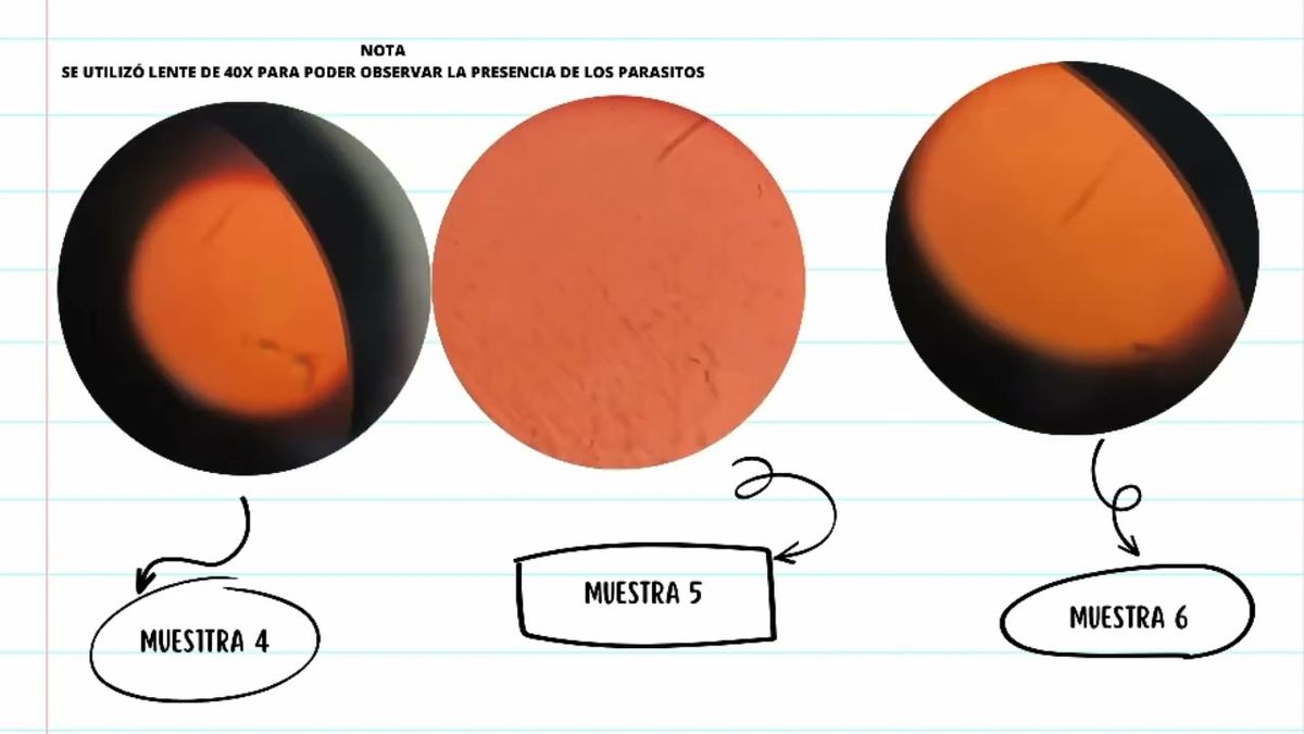 HLG219 - Determinación de la Presencia de Dipylidium Caninum en Perros mediante Examen Coprológi…