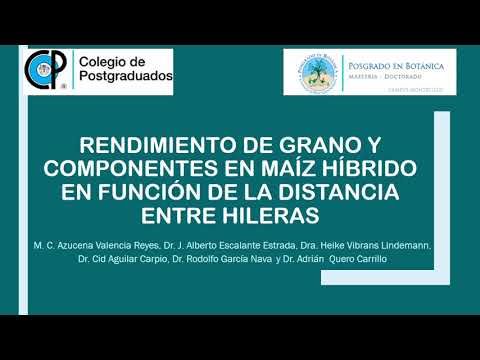 MOR386 - Rendimiento de Grano y Componentes en Maíz Híbrido en Función de la Distancia entre Hil…