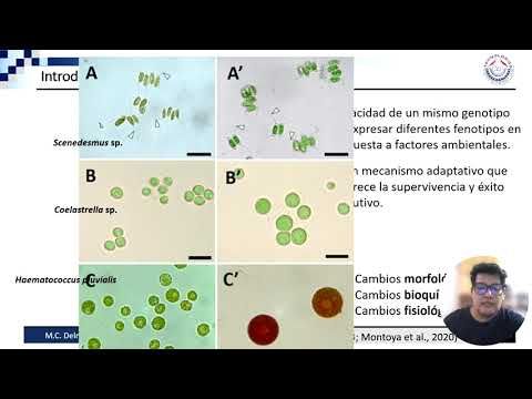 NOV002- Evidencia de la Plasticidad Morfológica y Producción de Biomasa de Pectinodesmus pectinat…