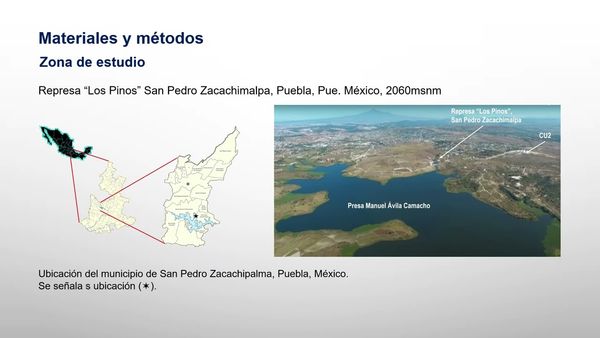 INT191- Relación Longitud Peso y Factor de Condición de Hembras y Machos de Pseudoxiphophorus bim…