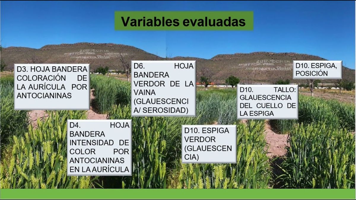 CLY166 - Comparar las Características Cualitativas de Plantas en Cinco Líneas Experimentales de C…