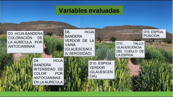 CLY166 - Comparar las Características Cualitativas de Plantas en Cinco Líneas Experimentales de C…