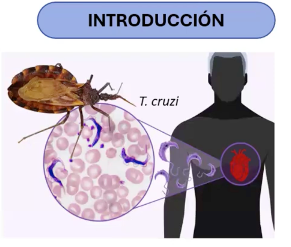 CMx123 - Comportamiento de la Bioquímica sanguínea en infección aguda de Trypanosoma cruzi en mo…