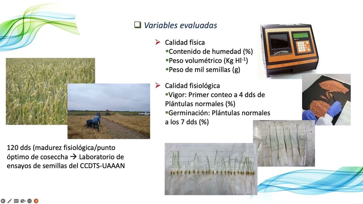 CEL377 - Efecto de Densidades de Siembra en la Calidad de Semilla de Cebada var. GABYAN95 en el Nor…