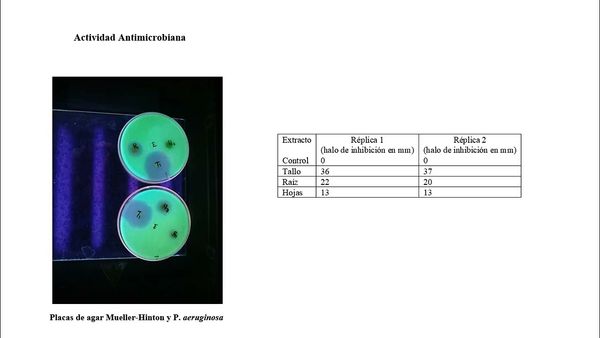 ITG069- Evaluación de la Toxicidad y la Actividad Antibacteriana de Extractos de Brongniartia norr…