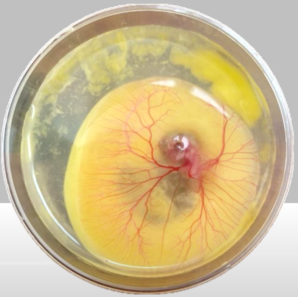 PUE088 - Medición de la Angiogénesis en la Membrana CAM mediante Procesamiento Digital de Imágen…