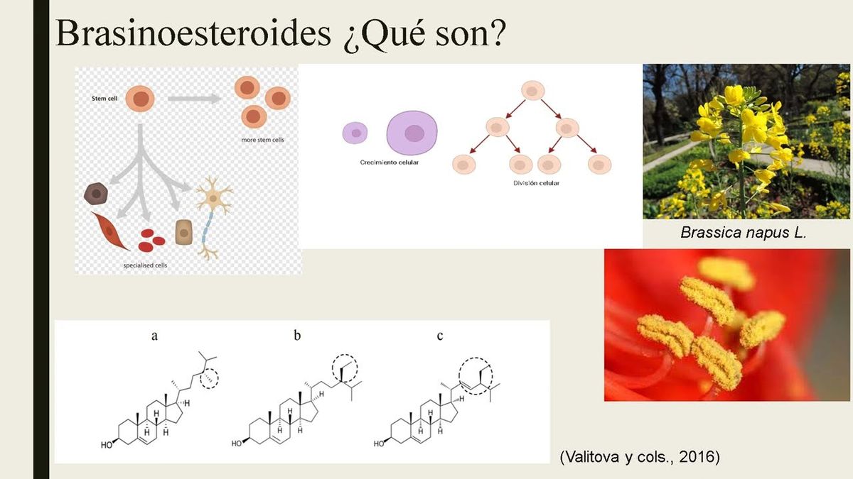 OXA033 - Brasinoesteroides y Cáncer: Una revisión Bibliográfica de los Efectos Citotóxicos de …