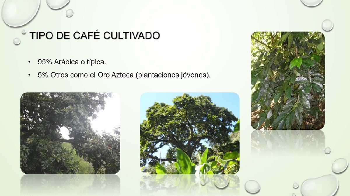 CLY027 - Producción Tradicional de Café (Coffea arabica L.) por la Etnia Mazateca de Eloxochitlá…