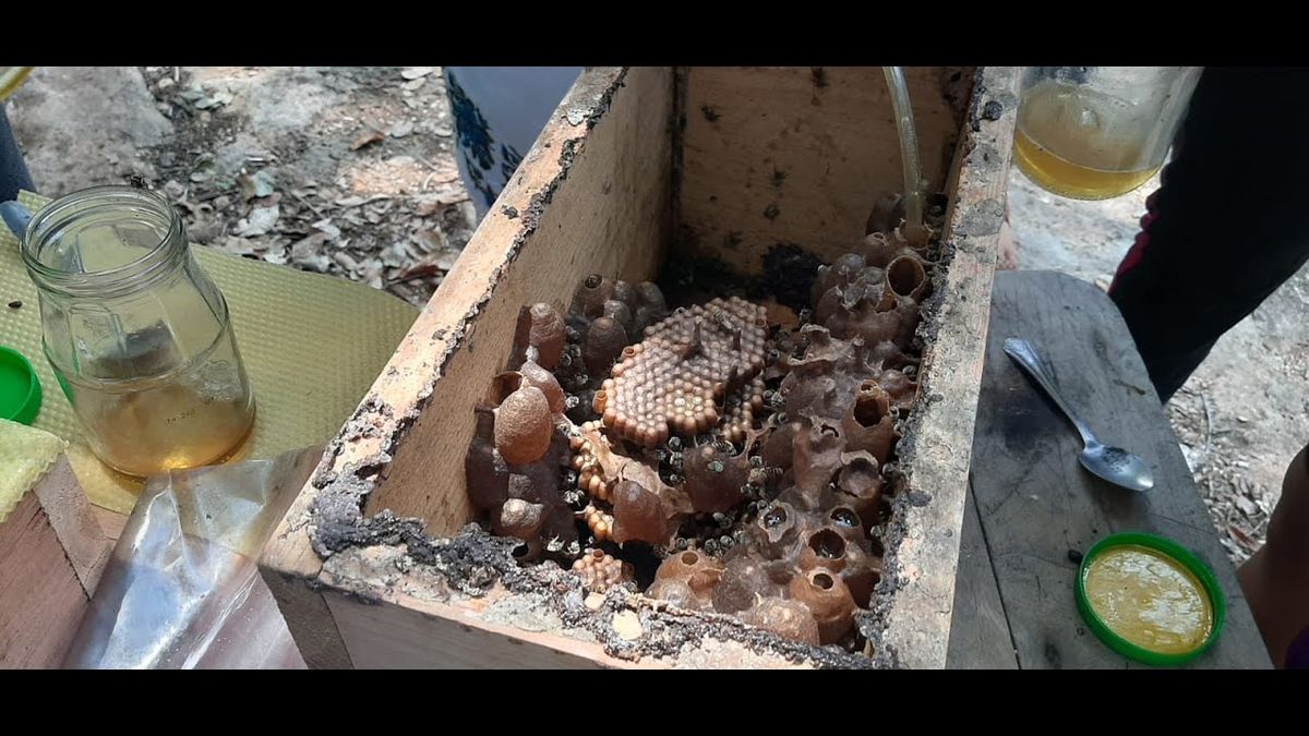 MED086 - Tecnologías de bombeo en la meliponicultura: comparación entre bombas peristálticas y d…