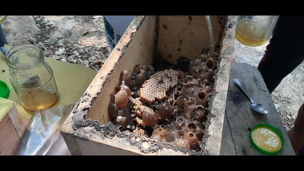 MED086 - Tecnologías de bombeo en la meliponicultura: comparación entre bombas peristálticas y d…