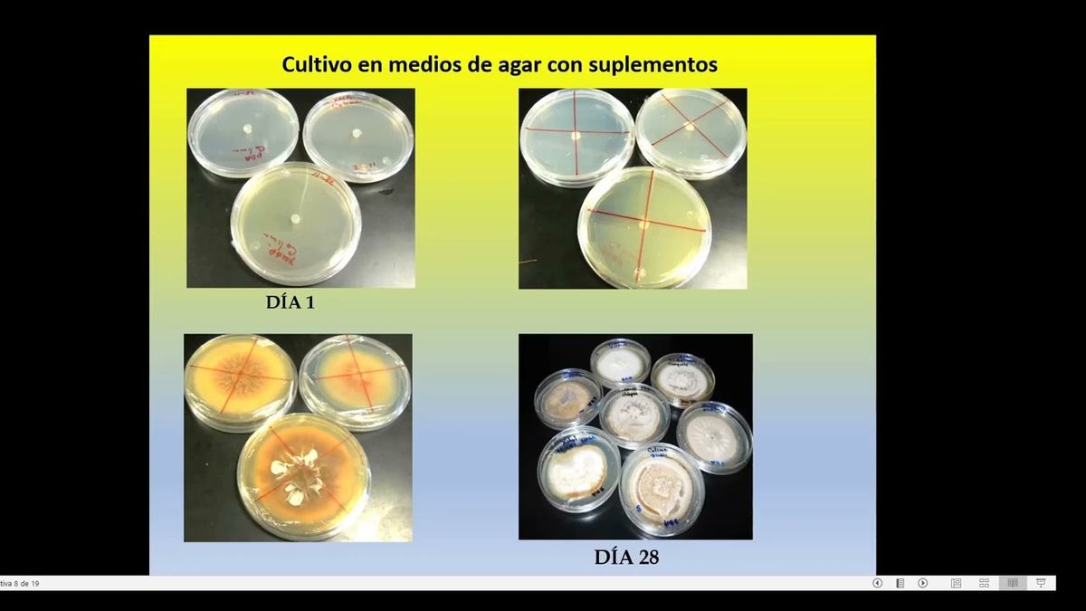 IEU043 - Producción Masiva de Conidios de Hirsutella citriformis y Biocontrol de Adultos de Diaph…