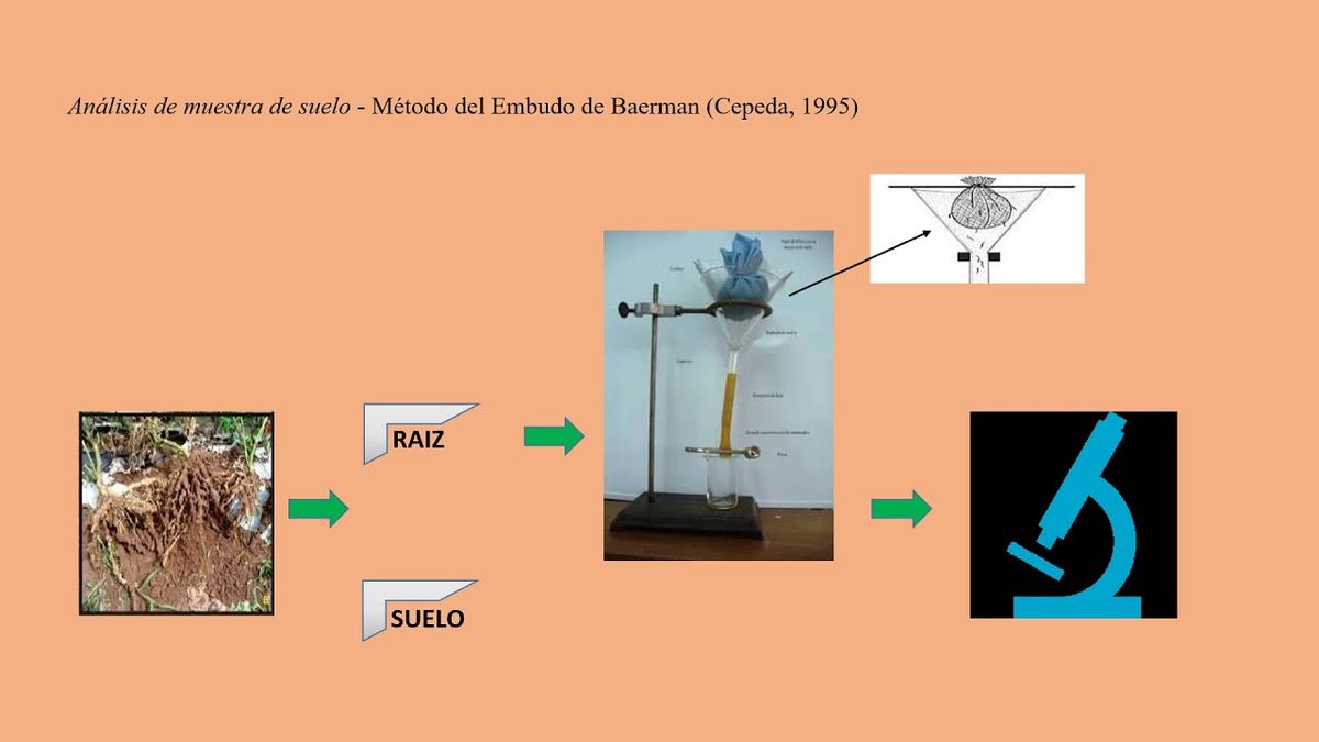 CCC-461 - RESIDUOS DE CRUCÍFERAS PARA EL BIOCONTROL DE NEMATODOS