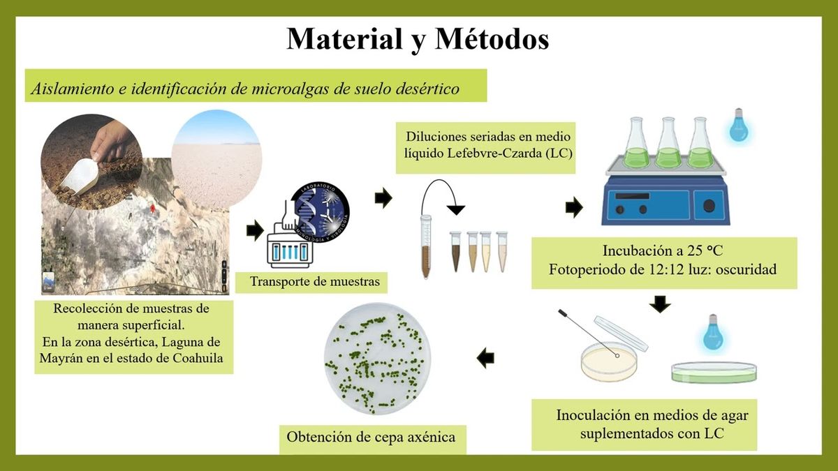 FRS068 - Aislamiento e Identificación de Microalgas de Suelo Desértico