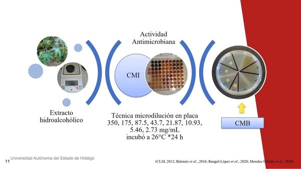 HHH118 - Evaluación de la actividad antibacteriana del extracto hidroalcohólico de hojas de Rici…